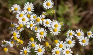 Ein Feld voller Margeriten. Vorsicht: ist falsche Kamille giftig und sieht dieser Blume ähnlich.