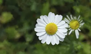 Zwei Kamille-Arten blühen im Grünen. Eine weiße Blüte mit gelber Mitte ist scharf, die andere im Hintergrund unscharf.