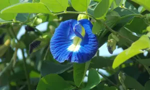 Eine blaue Schmetterlingserbse-Blüte, die für ihren Tee bekannt ist. Informiere dich über blauer tee nebenwirkungen, bevor du ihn trinkst.
