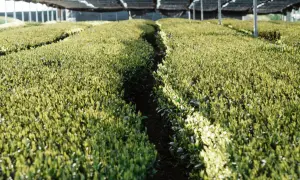 Reihen von jungen Camelia sinensis Pflanzen, die unter einem schattenspendenden Netz wachsen. Sonnenlicht fällt auf die grünen Blätter.