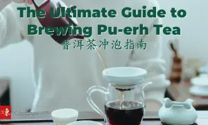 Eine Person gießt dunklen Pu-erh Tee in eine Kanne. Der Tee entfaltet seinen vollen, erdigen Geschmack.