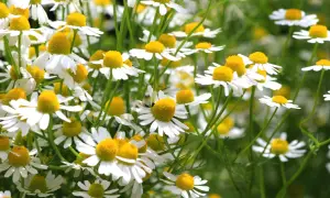 Ein Feld voller Kamillenblüten, die darauf warten, geerntet zu werden. Kamille anbauen ist eine Freude für die Sinne.