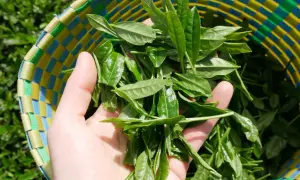 Frische Teeblätter in einer bunten Korbtasche, bereit für die Matcha Herstellung.