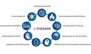 L-Theanin: Ein Kreisdiagramm zeigt Vorteile wie antioxidative Aktivität, Immunregulation, verbesserte Schlafqualität, Herzschutz, Stoffwechselregulation, Stressreduktion, Fokus & Konzentration. Die richtige L-Theanin Dosierung unterstützt diese Funktio...