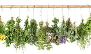 Bündel von Kräutern wie Lavendel und Salbei hängen zum Trocknen. Ein Tee daraus hilft beim tee einschlafen.