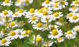 Ein Feld voller weißer Kamillenblüten mit gelben Zentren. Die zarten Blütenblätter scheinen sich im Sonnenlicht zu wiegen, bereit, um zu kamille trocknen und für Tee verwendet zu werden.