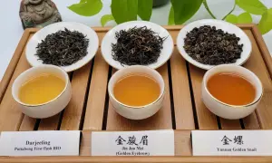 Drei Schalen mit verschiedenen Teesorten: Darjeeling, Jin Jun Mei und Yunnan Golden Snail. Sie zeigen, woraus schwarzer Tee bestehen kann.