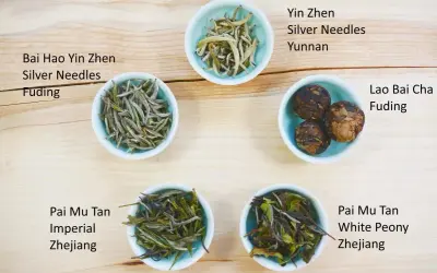 Fünf Schalen mit weißem Tee: Bai Hao Yin Zhen, Yin Zhen, Lao Bai Cha, Pai Mu Tan. Der tee koffeingehalt variiert je nach Sorte.