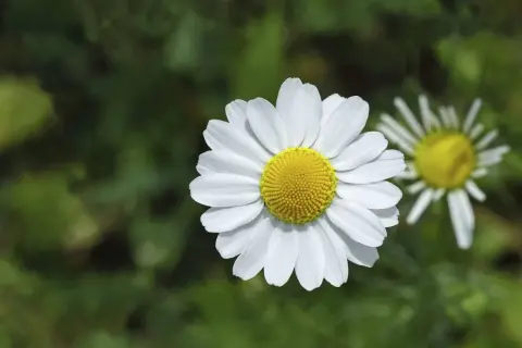 Zwei Kamille-Arten blühen im Grünen. Eine weiße Blüte mit gelber Mitte ist scharf, die andere im Hintergrund unscharf.