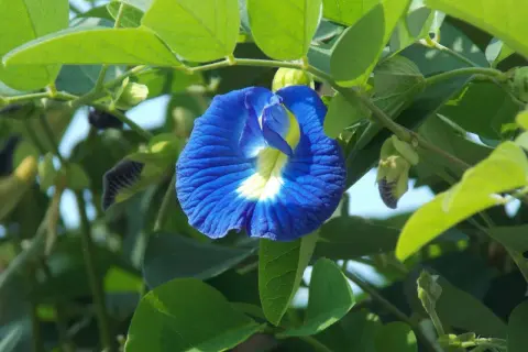 Eine blaue Schmetterlingserbse-Blüte, die für ihren Tee bekannt ist. Informiere dich über blauer tee nebenwirkungen, bevor du ihn trinkst.