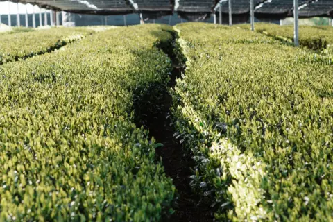 Reihen von jungen Camelia sinensis Pflanzen, die unter einem schattenspendenden Netz wachsen. Sonnenlicht fällt auf die grünen Blätter.