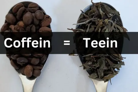 Kaffeebohnen und trockene Teeblätter auf Löffeln. Text: Coffein = Teein. Beide Getränke enthalten belebendes Teein.