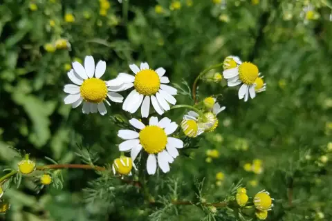 So wie sieht Kamille aus: zarte weiße Blütenblätter umgeben ein leuchtend gelbes Zentrum. Viele kleine Knospen sind ebenfalls zu sehen.