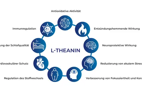 L-Theanin: Ein Kreisdiagramm zeigt Vorteile wie antioxidative Aktivität, Immunregulation, verbesserte Schlafqualität, Herzschutz, Stoffwechselregulation, Stressreduktion, Fokus & Konzentration. Die richtige L-Theanin Dosierung unterstützt diese Funktio...