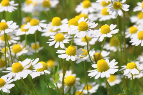 Ein Feld voller weißer Kamillenblüten mit gelben Zentren. Die zarten Blütenblätter scheinen sich im Sonnenlicht zu wiegen, bereit, um zu kamille trocknen und für Tee verwendet zu werden.