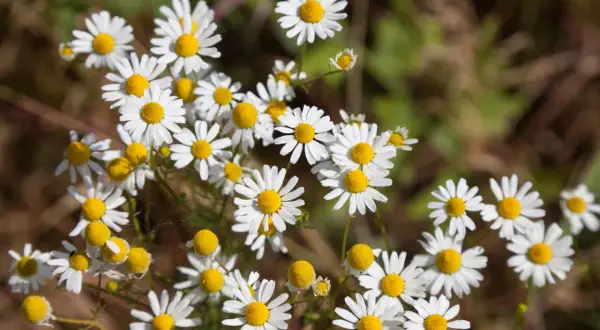 Ein Feld voller Margeriten. Vorsicht: ist falsche Kamille giftig und sieht dieser Blume ähnlich.