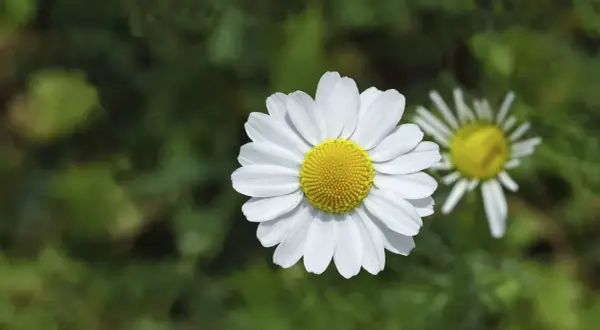 Zwei Kamille-Arten blühen im Grünen. Eine weiße Blüte mit gelber Mitte ist scharf, die andere im Hintergrund unscharf.