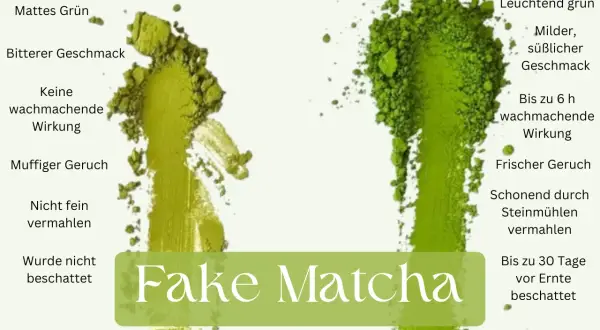 Vergleich von echtem und falschem Matcha. Echter Matcha hat eine leuchtend grüne Farbe, milden Geschmack und eine wachmachende Wirkung, die auch den Darm positiv beeinflusst.