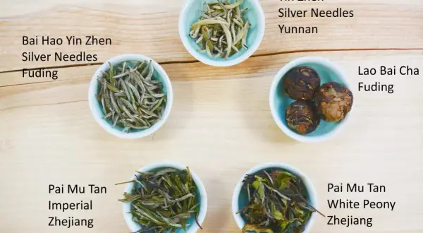 Fünf Schalen mit weißem Tee: Bai Hao Yin Zhen, Yin Zhen, Lao Bai Cha, Pai Mu Tan. Der tee koffeingehalt variiert je nach Sorte.