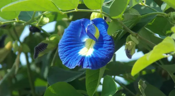 Eine blaue Schmetterlingserbse-Blüte, die für ihren Tee bekannt ist. Informiere dich über blauer tee nebenwirkungen, bevor du ihn trinkst.