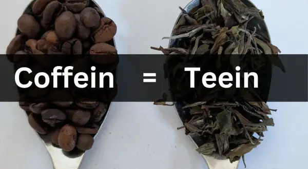 Kaffeebohnen und trockene Teeblätter auf Löffeln. Text: Coffein = Teein. Beide Getränke enthalten belebendes Teein.
