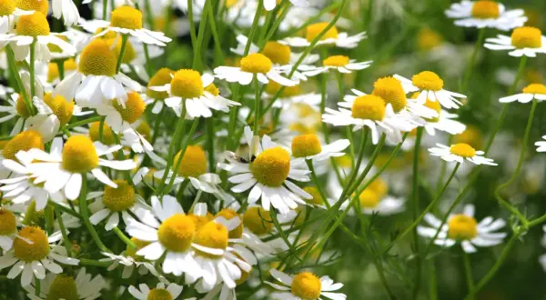 Ein Feld voller Kamillenblüten, die darauf warten, geerntet zu werden. Kamille anbauen ist eine Freude für die Sinne.