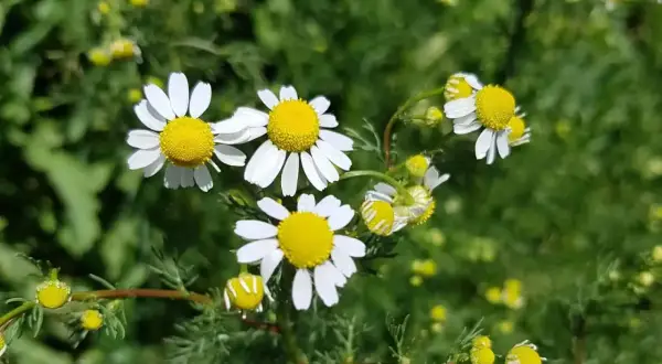 So wie sieht Kamille aus: zarte weiße Blütenblätter umgeben ein leuchtend gelbes Zentrum. Viele kleine Knospen sind ebenfalls zu sehen.