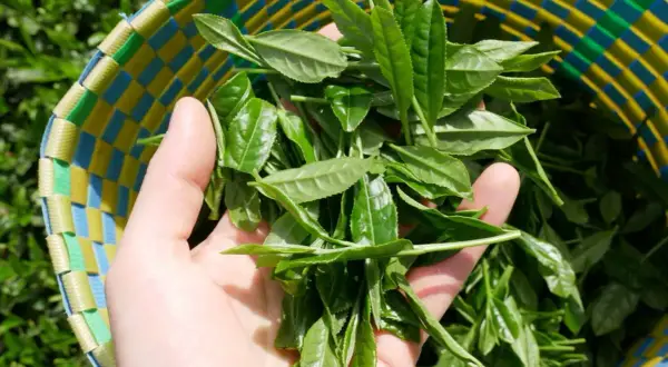 Frische Teeblätter in einer bunten Korbtasche, bereit für die Matcha Herstellung.