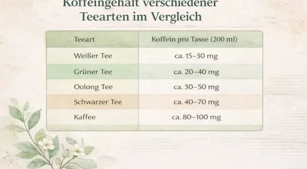 Vergleichstabelle: Koffeingehalt verschiedener Teesorten. Weißer Tee hat ca. 15-30 mg, grüner Tee ca. 20-40 mg, Oolong Tee ca. 30-50 mg, schwarzer Tee ca. 40-70 mg und Kaffee ca. 80-100 mg Koffein pro Tasse.