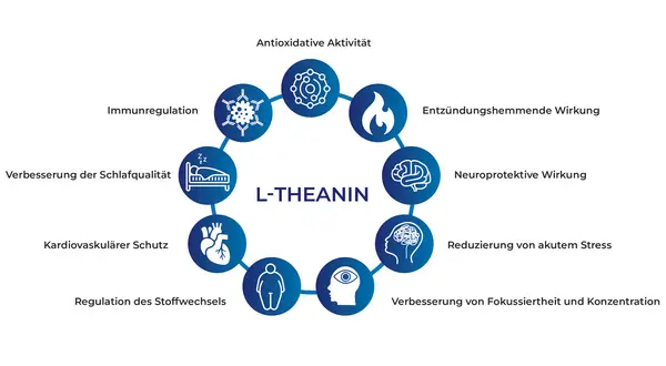 L-Theanin: Ein Kreisdiagramm zeigt Vorteile wie antioxidative Aktivität, Immunregulation, verbesserte Schlafqualität, Herzschutz, Stoffwechselregulation, Stressreduktion, Fokus & Konzentration. Die richtige L-Theanin Dosierung unterstützt diese Funktio...