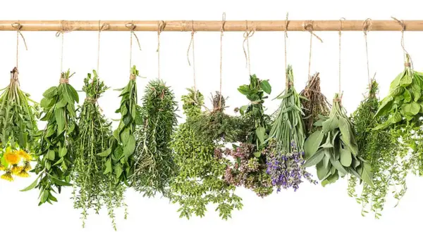 Bündel von Kräutern wie Lavendel und Salbei hängen zum Trocknen. Ein Tee daraus hilft beim tee einschlafen.