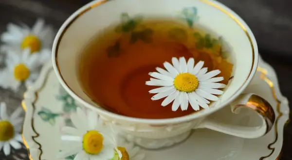 Eine Tasse Kamillentee mit einer Margeritenblüte. Die Frage, wie lange muss Kamillentee ziehen, wird hier visuell beantwortet: kurz genug, damit die Blüte schwimmt.