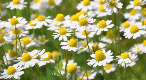 Ein Feld voller weißer Kamillenblüten mit gelben Zentren. Die zarten Blütenblätter scheinen sich im Sonnenlicht zu wiegen, bereit, um zu kamille trocknen und für Tee verwendet zu werden.