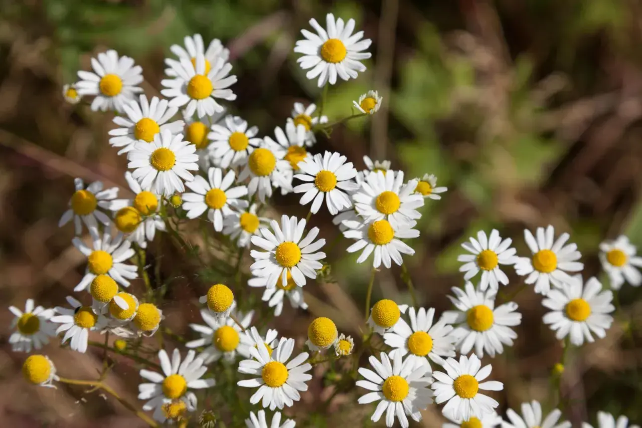 Ein Feld voller Margeriten. Vorsicht: ist falsche Kamille giftig und sieht dieser Blume ähnlich.