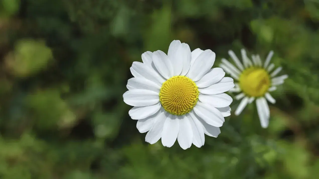 Zwei Kamille-Arten blühen im Grünen. Eine weiße Blüte mit gelber Mitte ist scharf, die andere im Hintergrund unscharf.