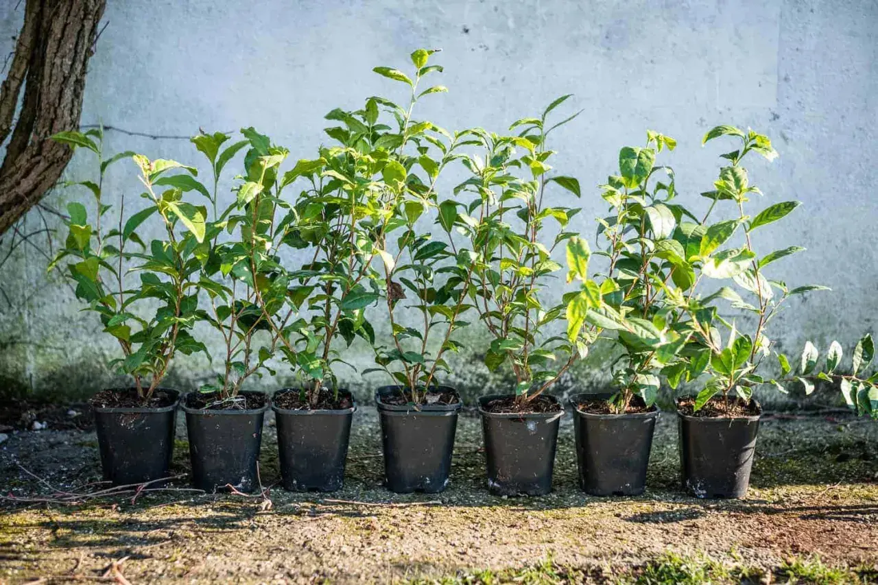Sechs junge Teepflanzen in schwarzen Töpfen, bereit für die richtige Teepflanze Pflege.