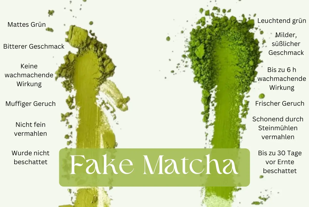 Vergleich von echtem und falschem Matcha. Echter Matcha hat eine leuchtend grüne Farbe, milden Geschmack und eine wachmachende Wirkung, die auch den Darm positiv beeinflusst.