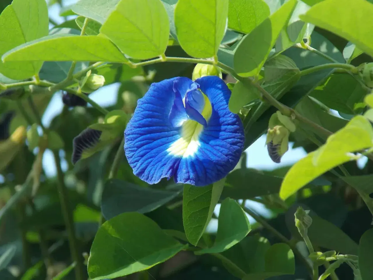 Eine blaue Schmetterlingserbse-Blüte, die für ihren Tee bekannt ist. Informiere dich über blauer tee nebenwirkungen, bevor du ihn trinkst.