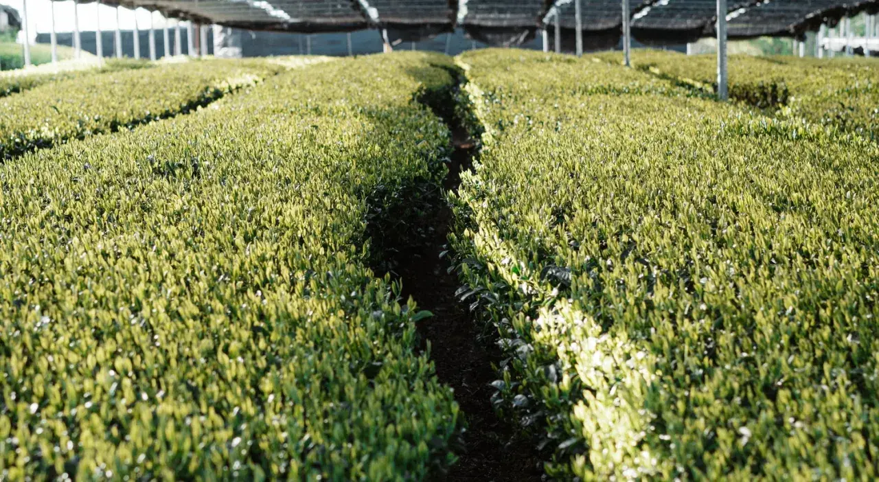 Reihen von jungen Camelia sinensis Pflanzen, die unter einem schattenspendenden Netz wachsen. Sonnenlicht fällt auf die grünen Blätter.