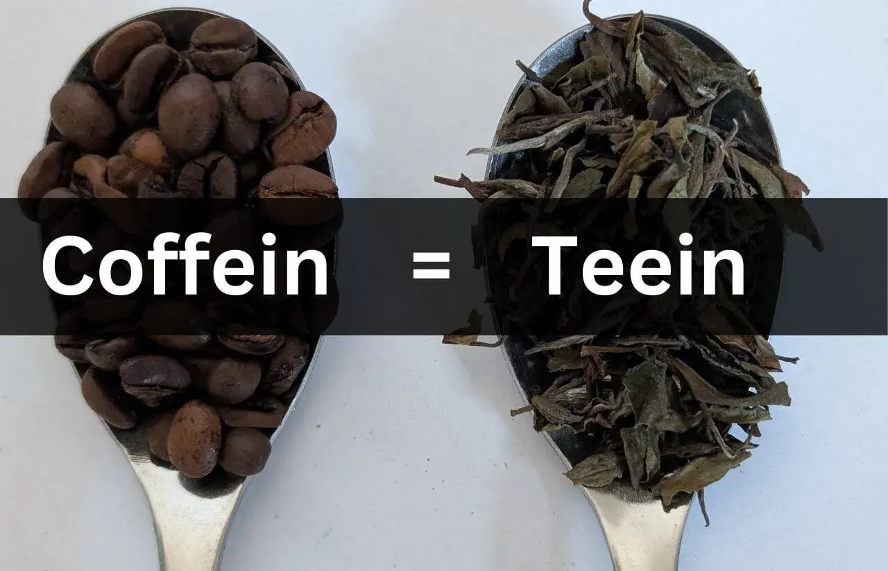 Kaffeebohnen und trockene Teeblätter auf Löffeln. Text: Coffein = Teein. Beide Getränke enthalten belebendes Teein.