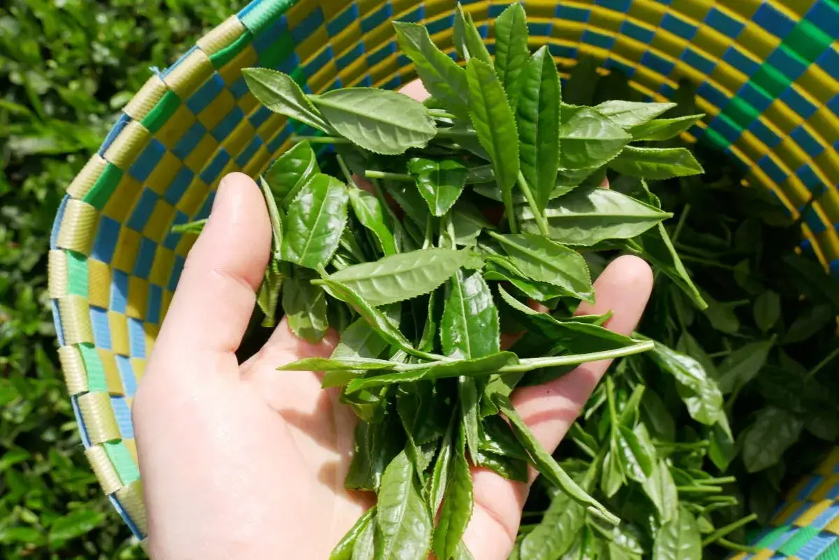 Frische Teeblätter in einer bunten Korbtasche, bereit für die Matcha Herstellung.