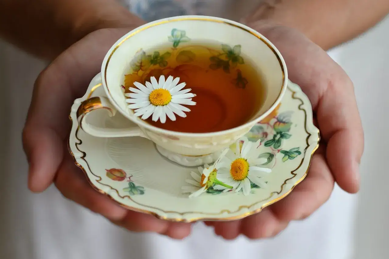 H&auml;nde halten eine Tasse mit Kamillentee und frischen Kamillenbl&uuml;ten. Verschiedene Kamillenarten zieren die zarte Tasse.