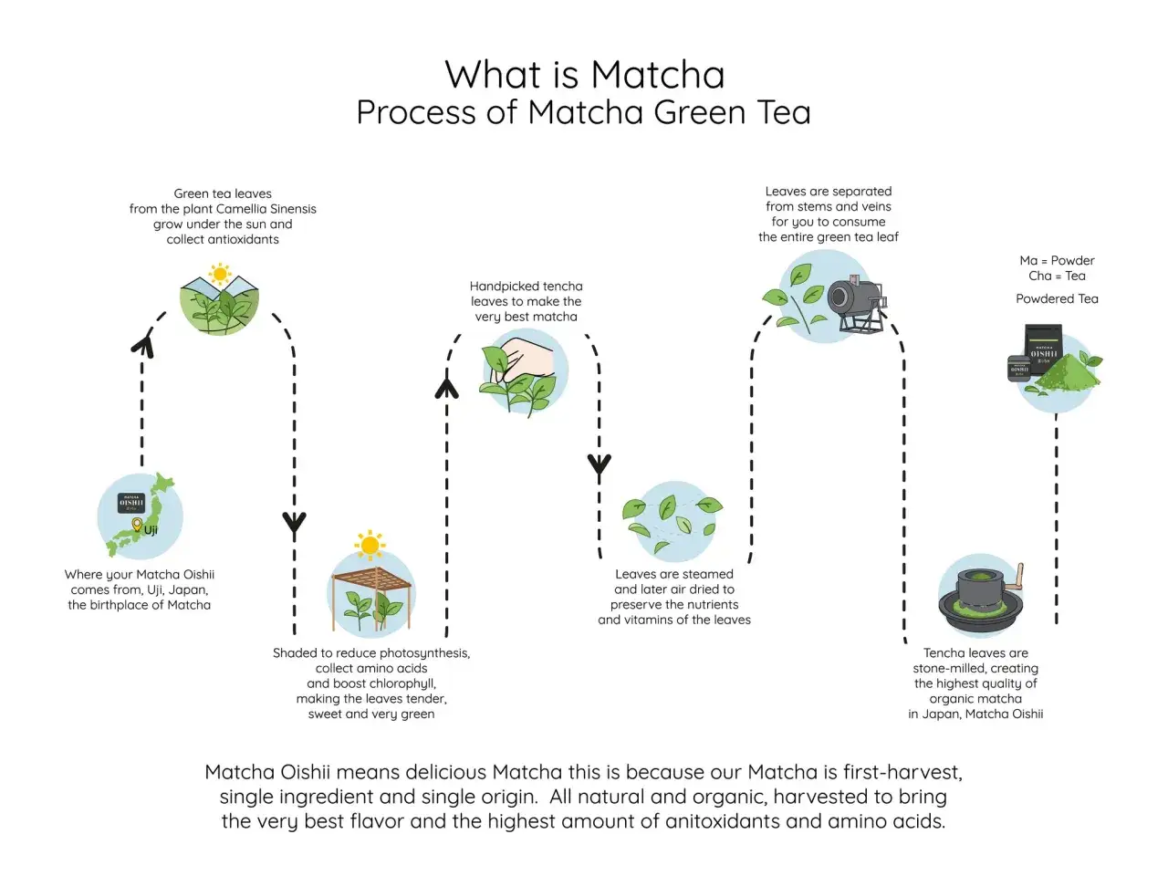 Der Prozess der Matcha Herstellung: Von der Sonne beschienene Blätter, handverlesen, gedämpft, luftgetrocknet und steinvermahlen zu feinstem Pulver.