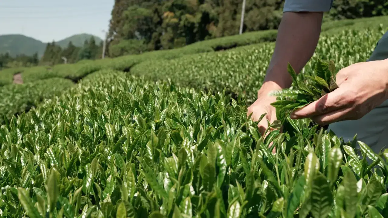 Hände pflücken frische Teeblätter auf einem Feld in Japan. Der schwarze Japaner-Tee wird hier sorgfältig geerntet.