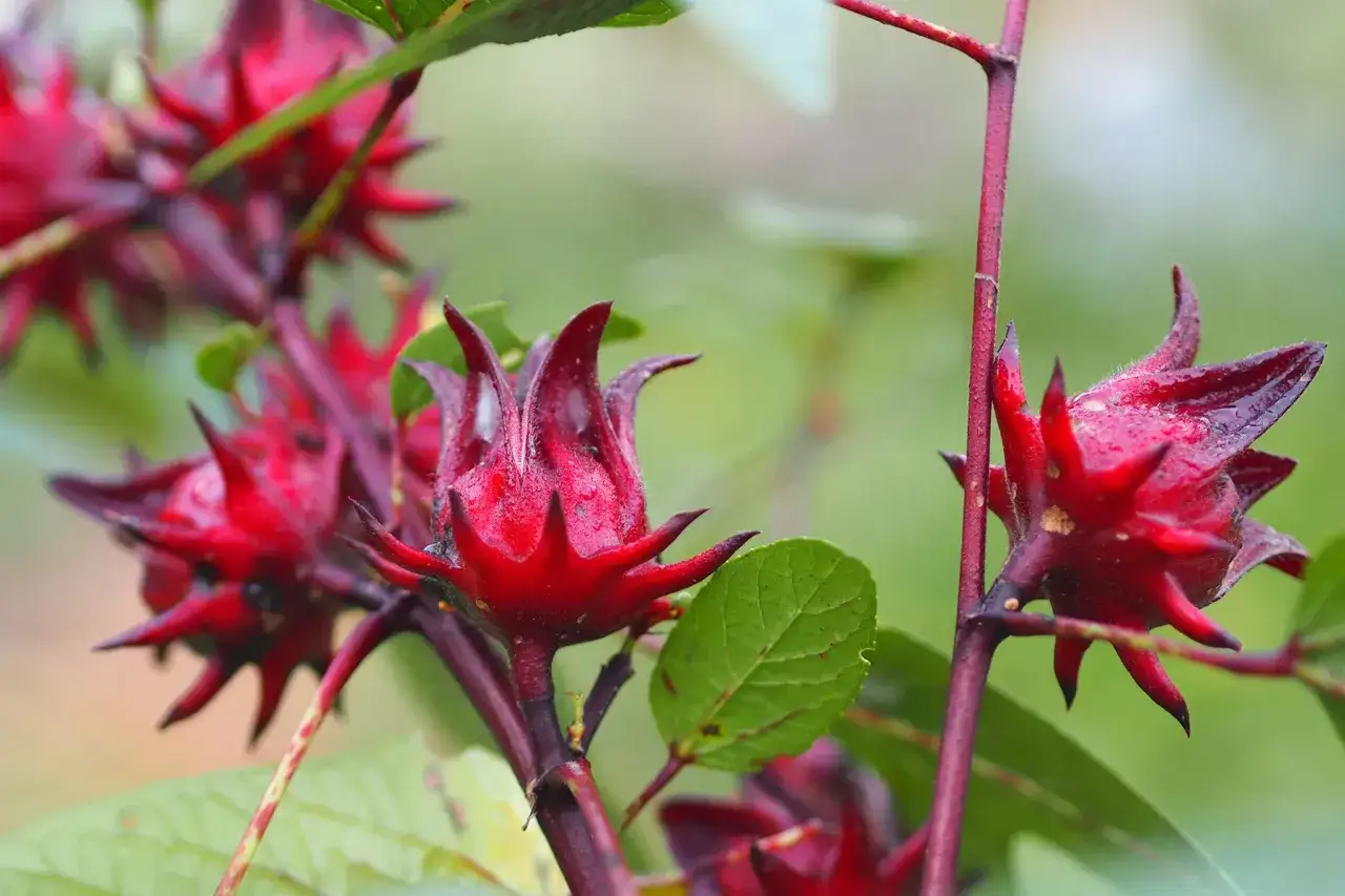 Rote Hibiskusblüten, die für den gesunden Hibiskustee verwendet werden, hängen an einem Zweig.
