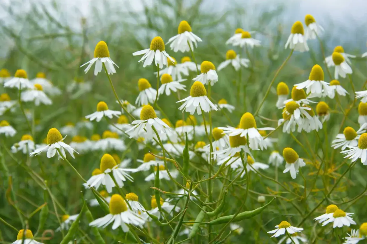 Ein Feld voller Kamillenbl&uuml;ten, die darauf warten, geerntet zu werden. Kamille anbauen ist eine Freude f&uuml;r die Sinne.