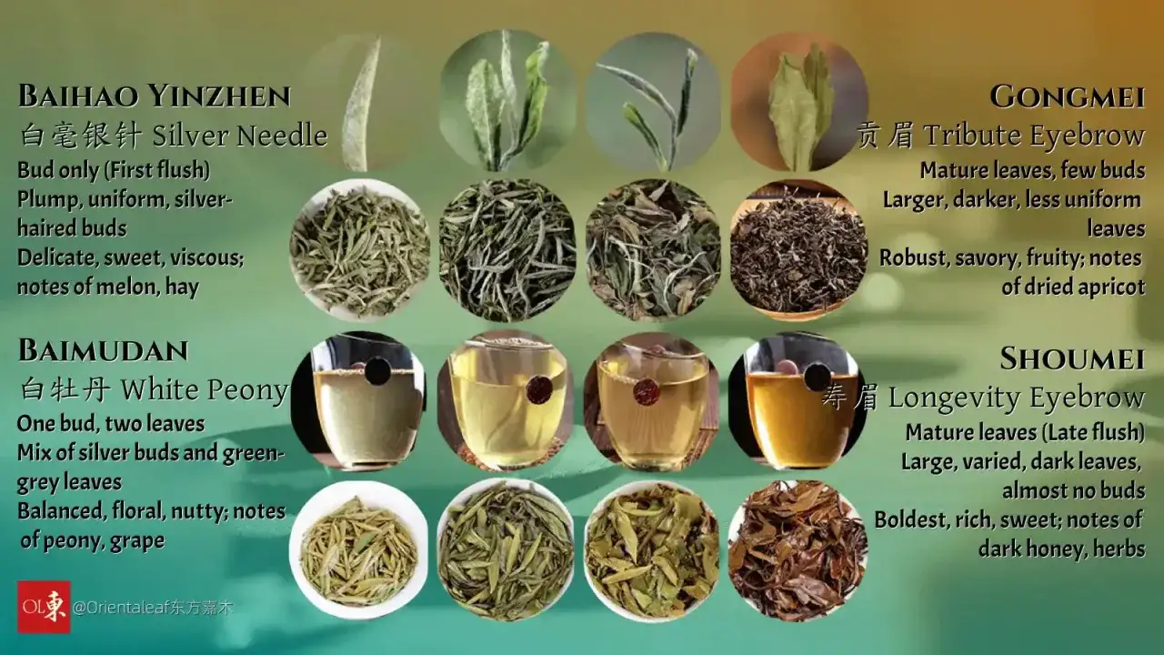 Vier Arten von wei&szlig;em Tee: Baihao Yinzhen, Baimudan, Gongmei und Shoumei. Jede Sorte wird mit getrockneten Bl&auml;ttern, aufgebr&uuml;htem Tee und einer Nahaufnahme der Bl&auml;tter dargestellt. Ein Leitfaden f&uuml;r blattgrad tee.