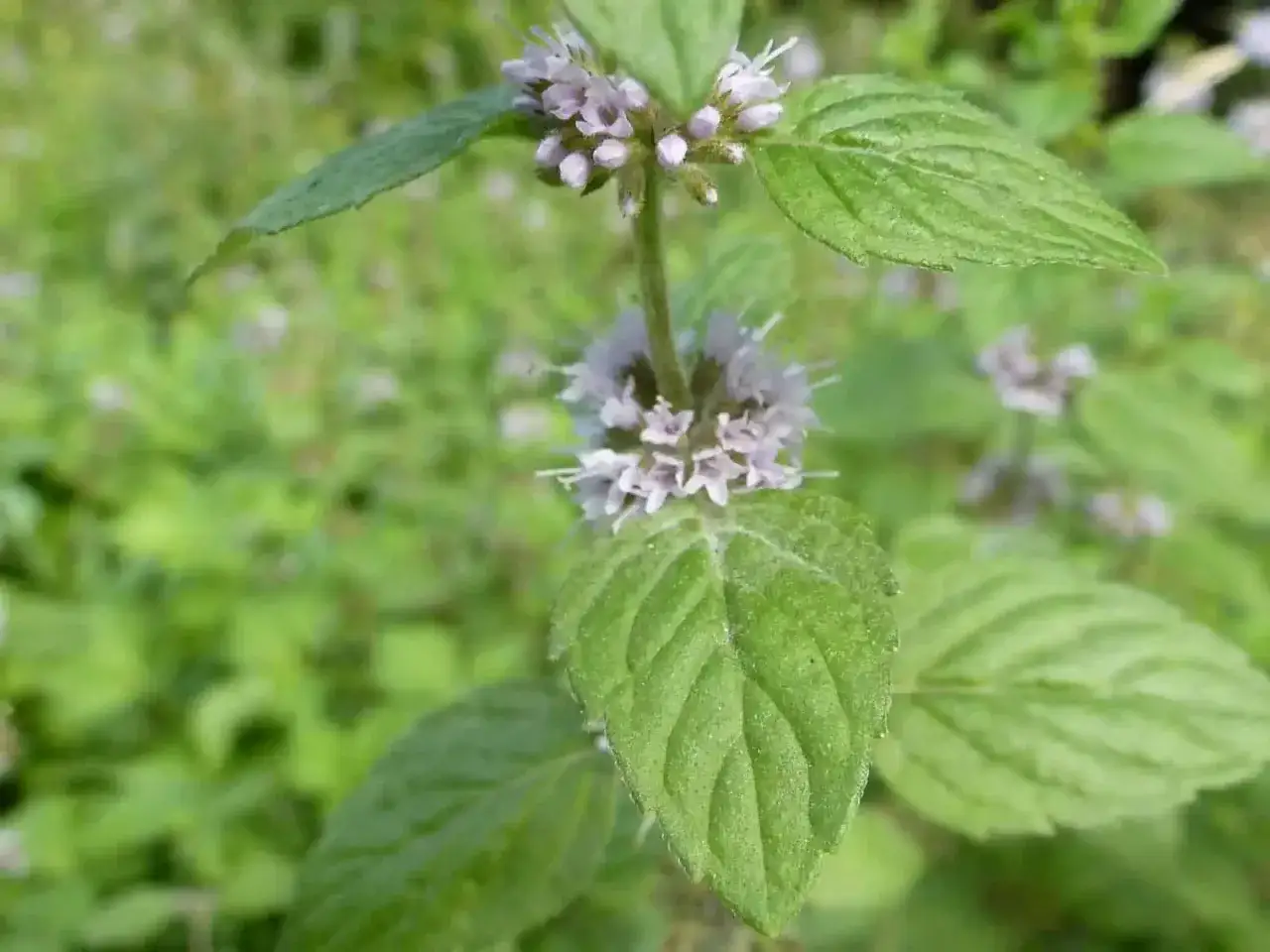 Nahaufnahme einer bl&uuml;henden Pflanze mit kleinen, hellvioletten Bl&uuml;ten und gr&uuml;nen Bl&auml;ttern. Vorsicht: Nicht jede wilde Minze ist giftig.