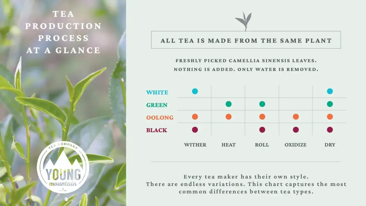 Teeherstellung: Alle Teesorten stammen von Camellia sinensis. Diagramm zeigt Verarbeitungsschritte für Weiß-, Grün-, Oolong- und Schwarztee.