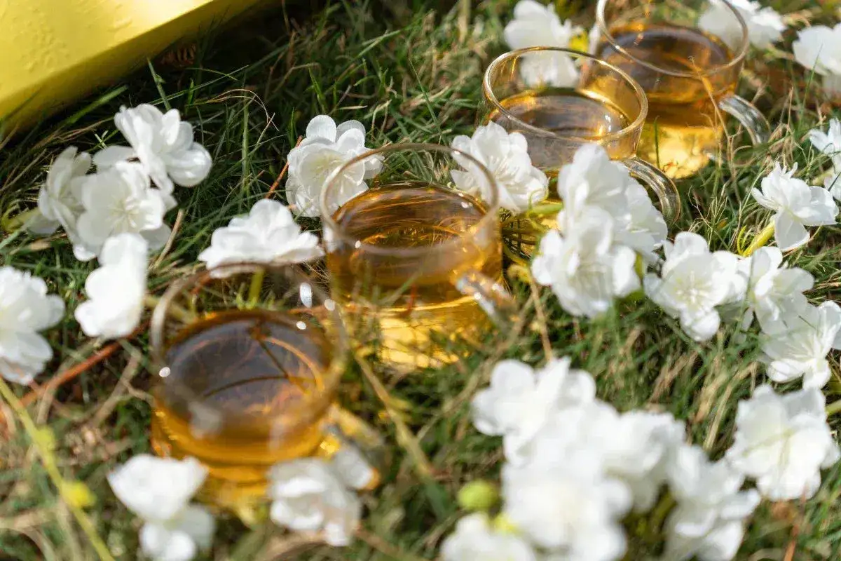Drei Gläser mit goldenem Jasmintee stehen im Gras, umgeben von weißen Jasminblüten. Ein gesunder Genuss für Körper und Geist.